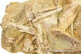 Fossil Dinosaur Bones & Tendons in Sandstone - Wyoming #292620-2